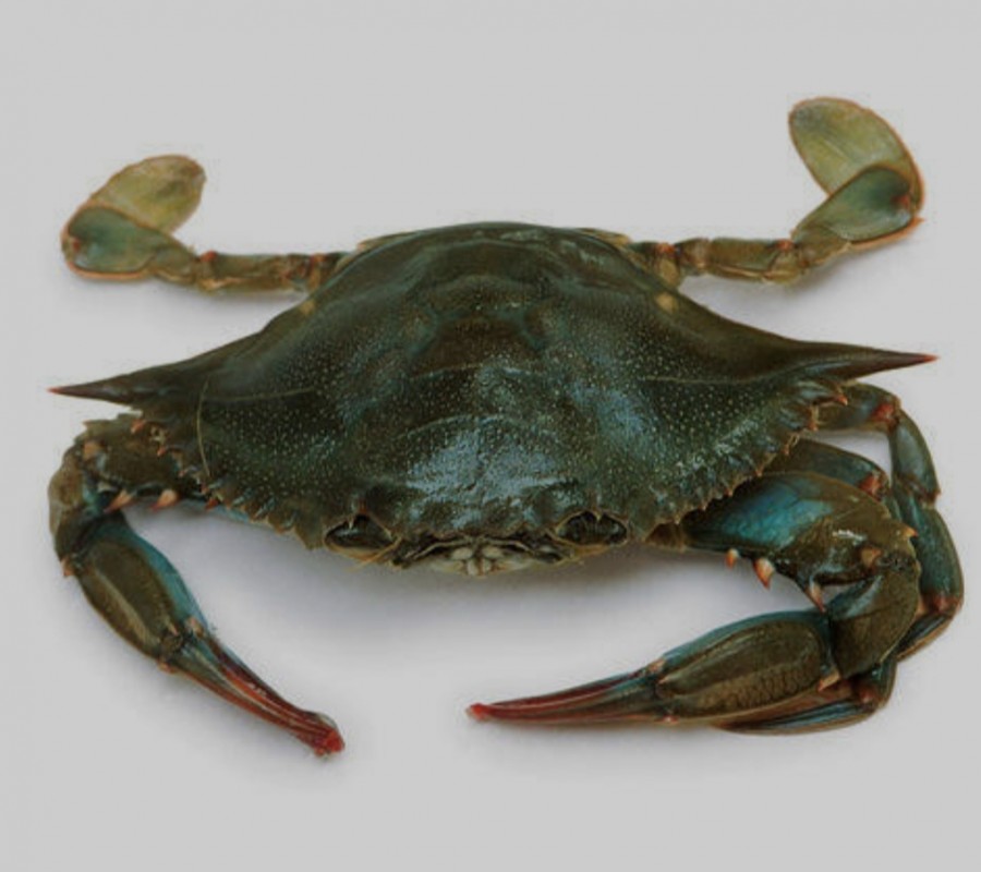 Lebende Mangrovenkrabbe from Bangladesch